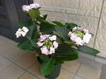 20080429004.jpg